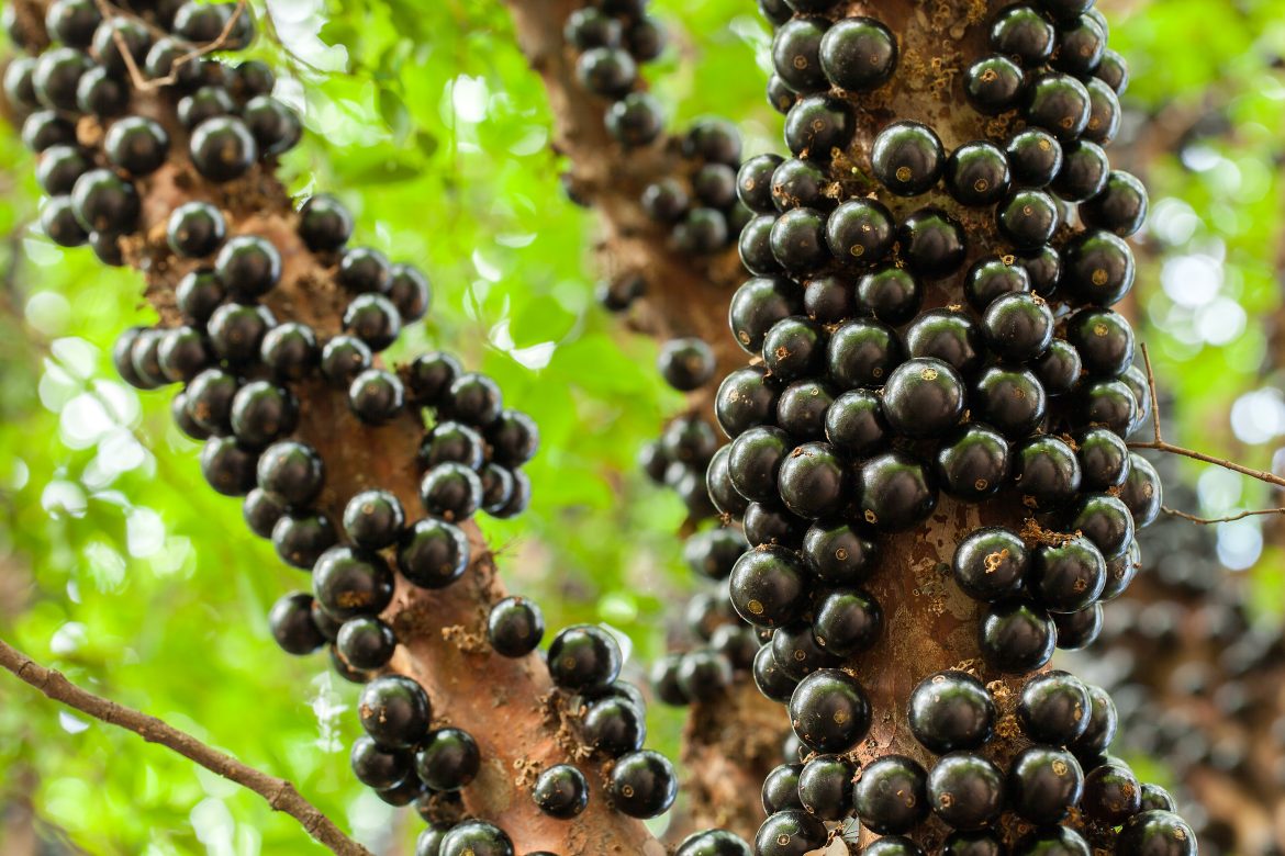 Do Brasil Jabuticaba Eleita Melhor Fruta Do Mundo Veja Os