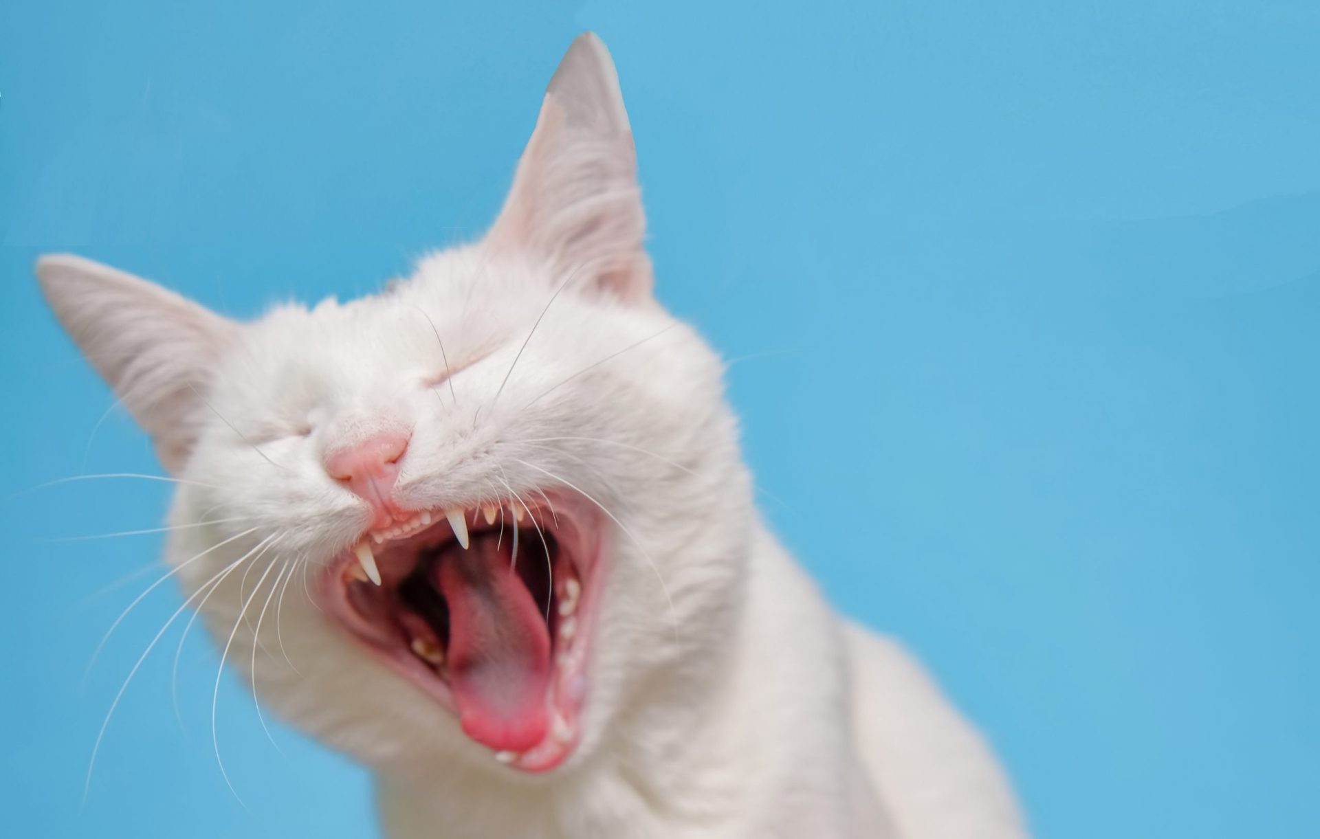 Homem é mordido por gato e contrai bactéria desconhecida pela ciência; saiba mais