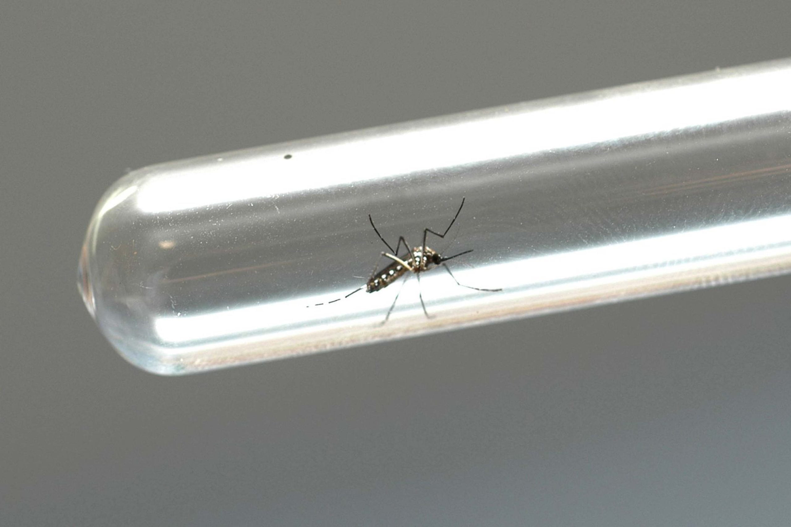 Dengue: quais remédios tomar e quais são contraindicados para tratar sintomas?