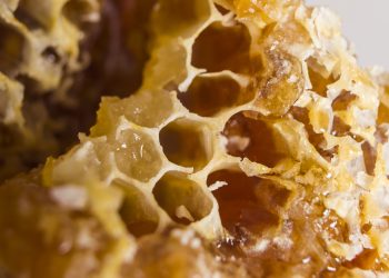 Entenda por que este é o melhor anti-inflamatório natural do mundo