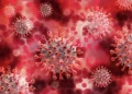 Nova pademia? Coronavírus com potencial de se espalhar em humanos é recém-descoberto em morcegos na China