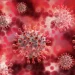 Nova pademia? Coronavírus com potencial de se espalhar em humanos é recém-descoberto em morcegos na China