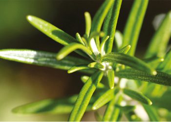 Própolis verde x câncer: qual a verdade?