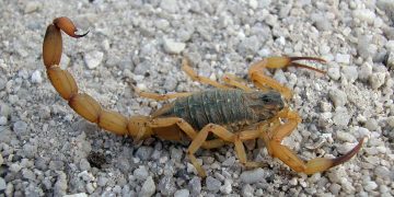 escorpião amarelo