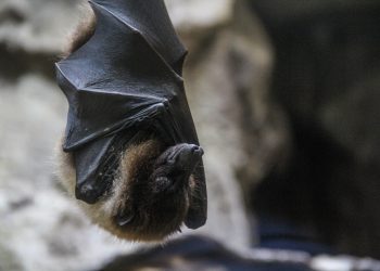 Vírus Nipah: doença com alta letalidade avança na Índia; ela pode chegar ao Brasil?