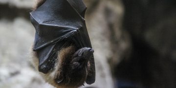 Vírus Nipah: doença com alta letalidade avança na Índia; ela pode chegar ao Brasil?