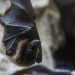 Vírus Nipah: doença com alta letalidade avança na Índia; ela pode chegar ao Brasil?