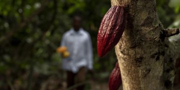 cacau